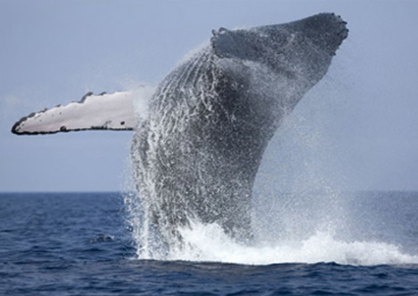 Attraction in Sri Lanka