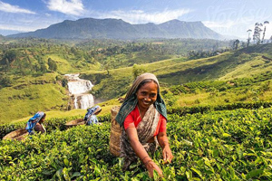 Attraction in Sri Lanka
