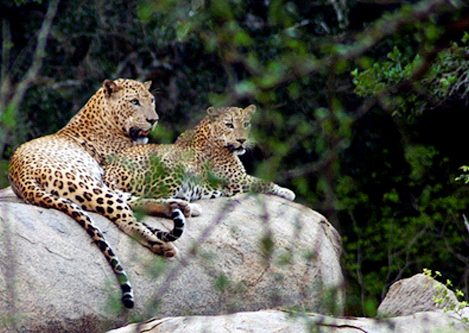 Attraction in Sri Lanka