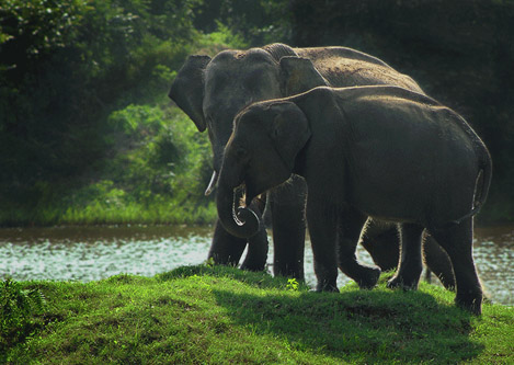 Attraction in Sri Lanka