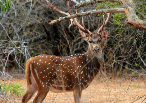 Attraction in Sri Lanka