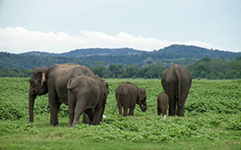 Attraction in Sri Lanka