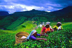Attraction in Sri Lanka
